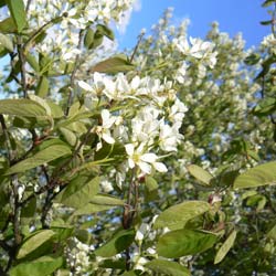 Amelanchier ovalis